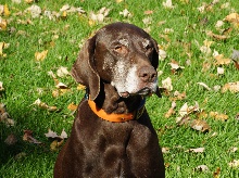 Our German Shorthair Jae Jae